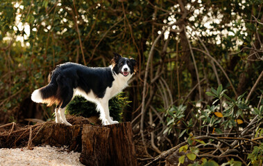 Naklejka na ściany i meble One black and white Border Collie dog looking at the camera posing on the top of a stem sticking out the tongue at the beach during golden hour sunset and trees in the background