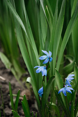 blue iris flower