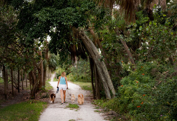 Woman walking with dogs on the beach among trees during a warm day of summer