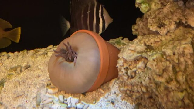 Eine Kupferanemone hat sich verschlossen.