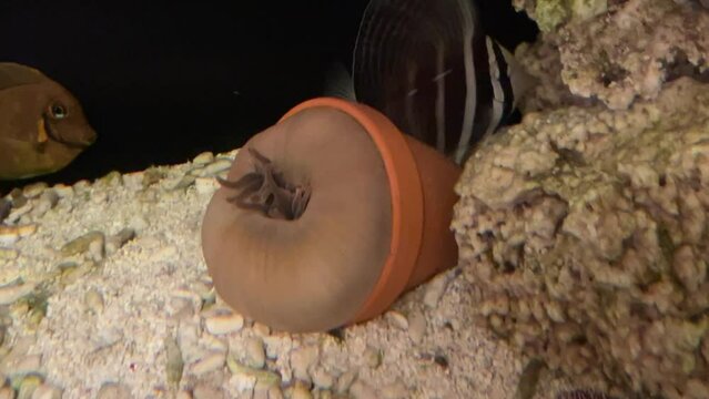 Eine Kupferanemone hat sich verschlossen.
