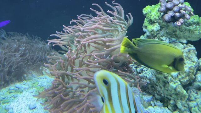 Eine Kupferanemone in einem Meerwasser Aquarium.