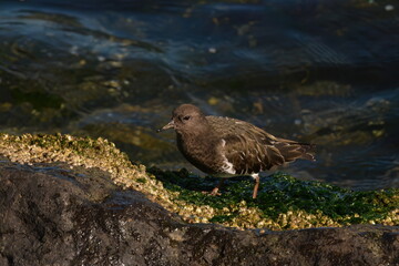 Black Turnstone on rocky shore