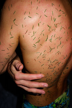 Wellness Needle Treatment Fir Branches After Sauna