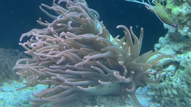 Eine Kupferanemone in einem Meerwasser Aquarium.