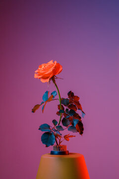 a rose on a pot on a violet background
