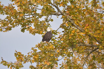 Bald Eagle in a fall tree