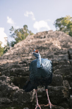 peacock standing on stone stairs looking at camera