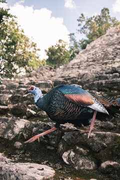 peacock standing on stone stairs looking at camera