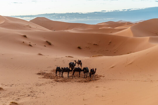 Camels in the Sahara Desert 