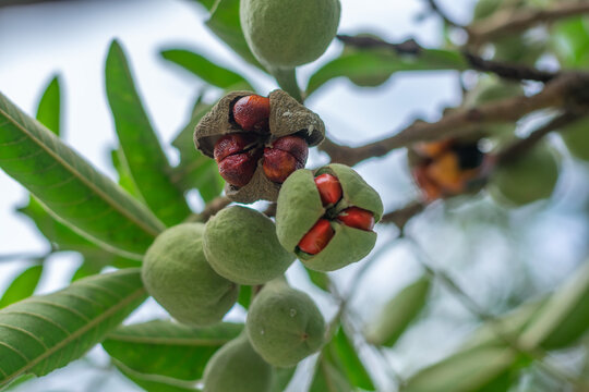 Natal mahogany fruit