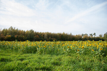 field with blooming sunflowers against the blue sky sunflower oil