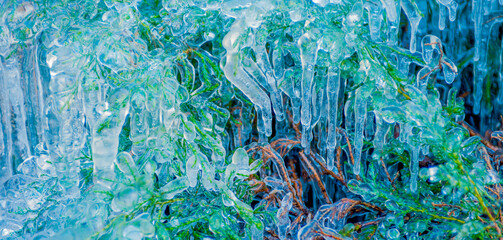 beautiful ice on frozen plants for banner background