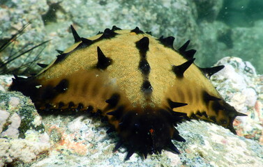 Costa Rica Sea Life