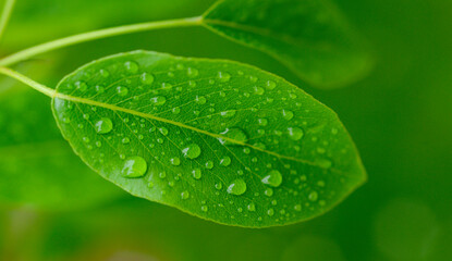 plants with water drops and selective soft focus for banner background.ecology medicine body care concept
