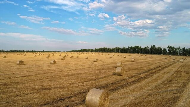 Wheat field with bales of straw after harvest against blue sky with clouds. Wheat straw is used for animal feed, as fuel, and as raw material for making paper. Taken from drone. Wheat harvest concept