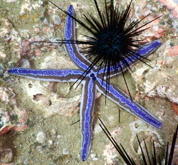 Costa Rica Sea Life