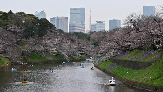 東京都千代田区九段にある千鳥ヶ淵に咲く桜