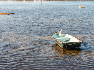 Naklejka premium Perched On Boat