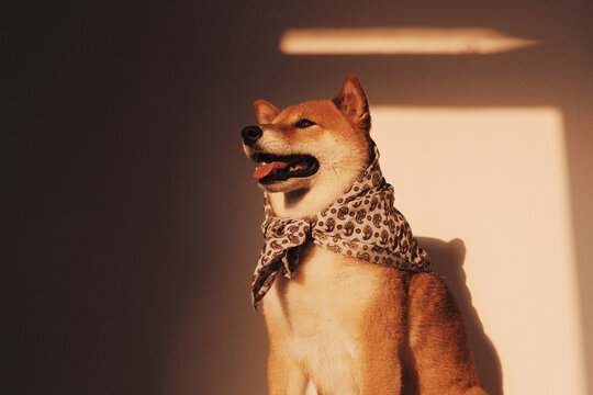 Dog in a trendy bandana - sunny pet portrait