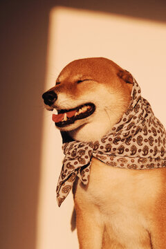 Shiba Inu meme portrait