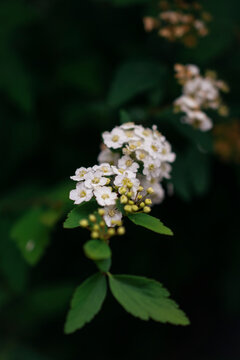 White Reeve's spiraea flowers