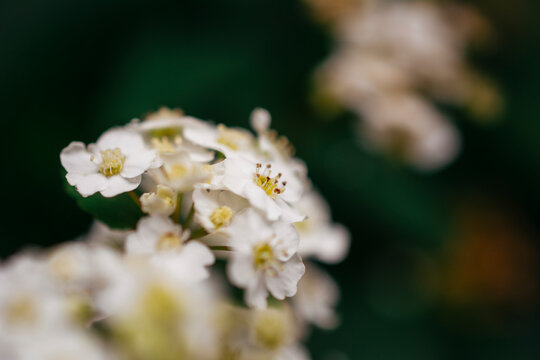 White Reeve's spiraea flowers