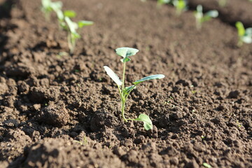 planta nascendo