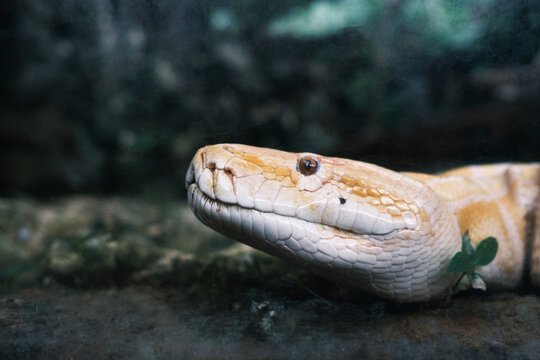 close-up photo of an albino yellow python's face