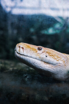 close-up photo of an albino yellow python's face