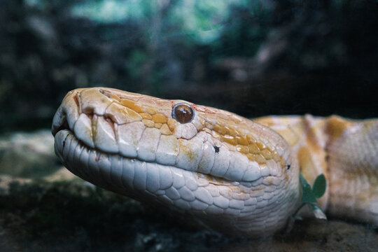 close-up photo of an albino yellow python's face