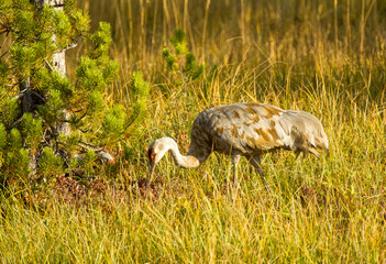Sandhill Crane during Fall 