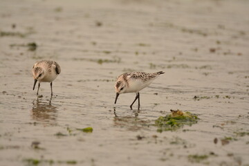Sanderlings on a beach in Washington