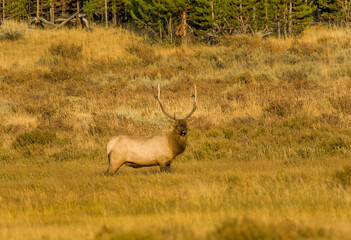Bull Elk during Fall Rut