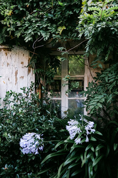 window with greenery in France