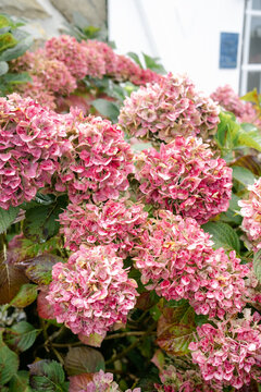Pink hydrangea 
