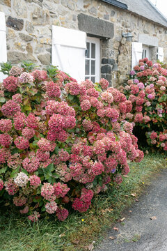 hydrangea by stone house in France