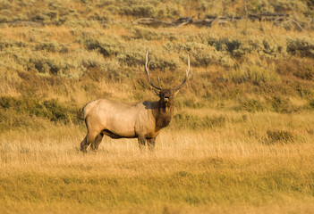 Bull Elk during Fall Rut