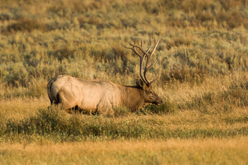 Bull Elk during Fall Rut