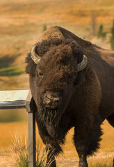 Bison Scratching the itch