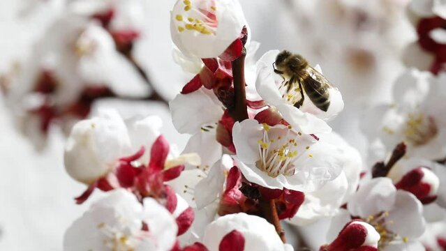 closeup of a blooming apricot tree with bees in spring, macro shot,Prunus armeniaca, spring background,