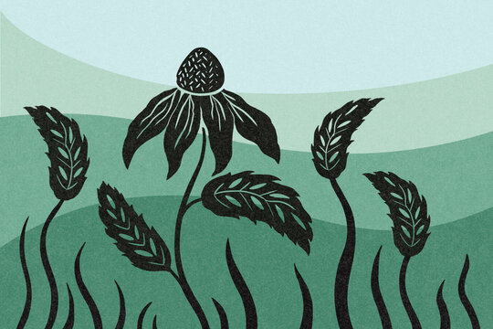 Echincea flower illustration