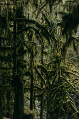 mossy tree 