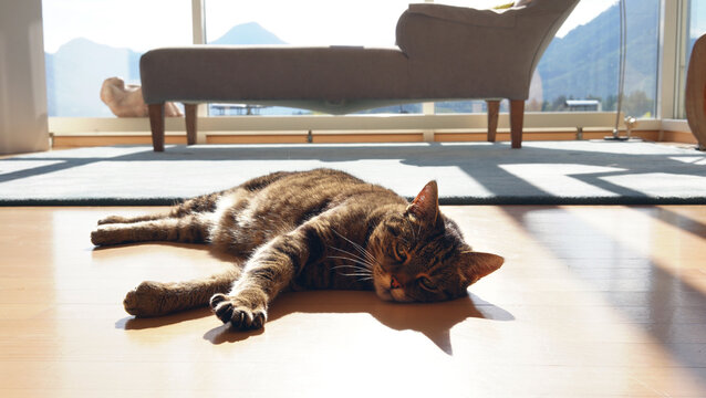 Cute kitten lying on the living room floor 
