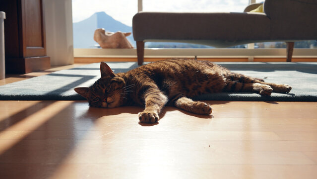 Cute kitten lying on the living room floor 