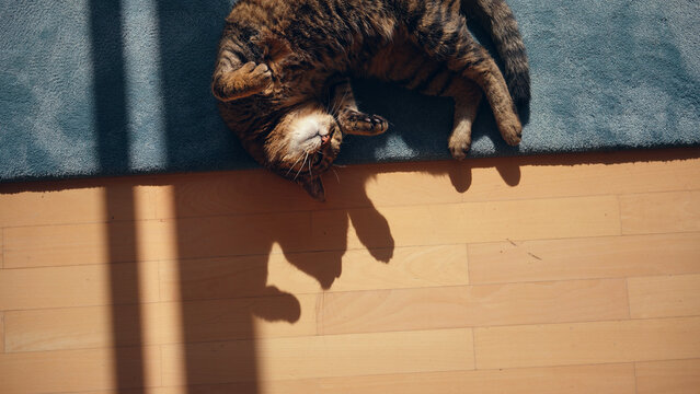 Cute kitten lying on the living room floor 
