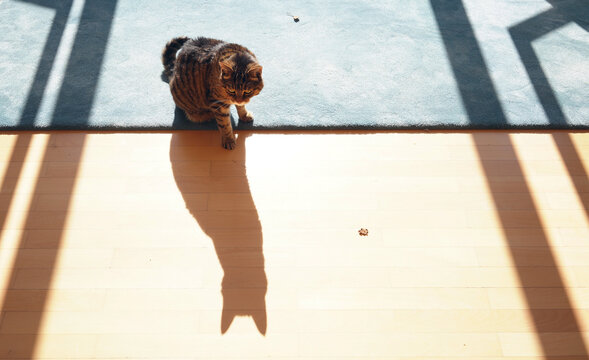 Cute kitten lying on the living room floor 