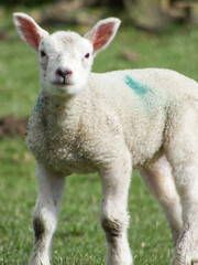Naklejka na ściany i meble Springtime lamb