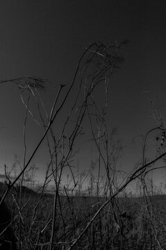 Artistic photo of a plants on filed
