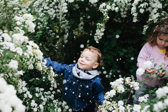 Children playing in the blooming bushes